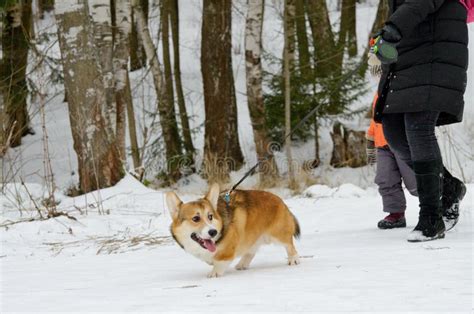 Welsh Corgi are Herding Dog Breeds Stock Photo - Image of friend, outdoor: 218231868