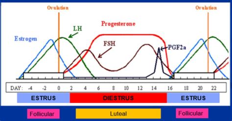 The Estrus Cycle Flashcards | Quizlet