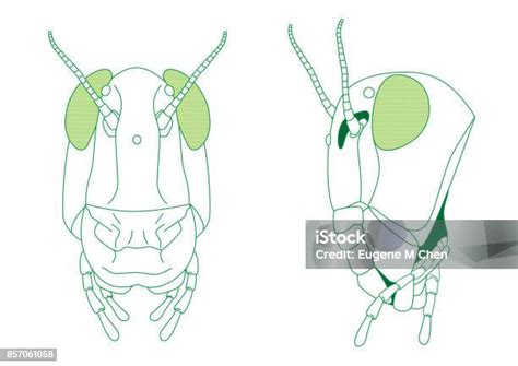 Diagram Kepala Belalang Ilustrasi Stok - Unduh Gambar Sekarang ...