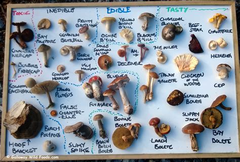 Poison Mushrooms Identification