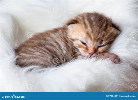 Newborn sleeping baby cat stock image. Image of sleeping - 27484991