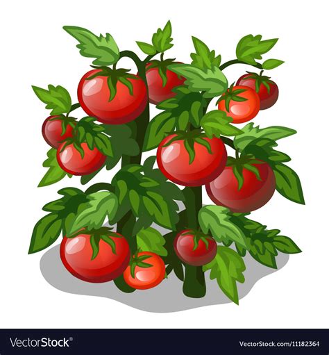 Planting and cultivation of tomato. Vector vegetable isolated on a white background. Download a ...