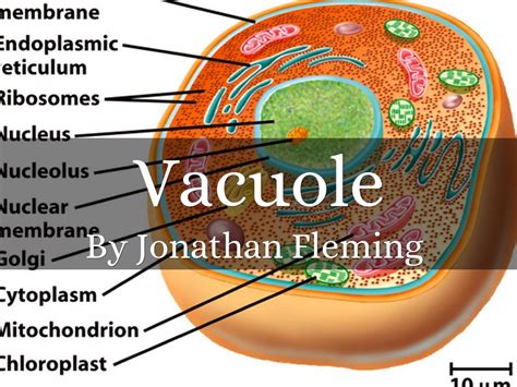 Vacuole In Animal Cell Diagram