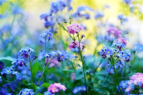 ODNR Shares First Wildflower Bloom Report Of 2023 | 1812Blockhouse