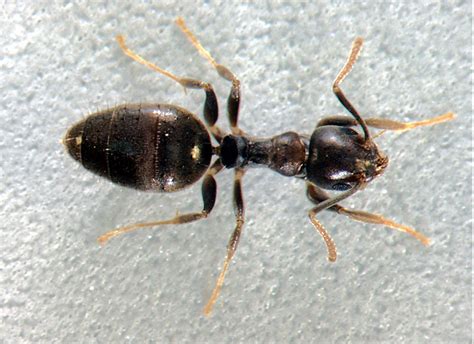 Column: The white-footed ant | News | yoursun.com