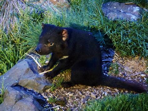 Tasmania: Tasmanian Devil Conservation Park – Travel2Unlimited