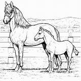 Realistic Printable Horse Coloring Pages sketch template