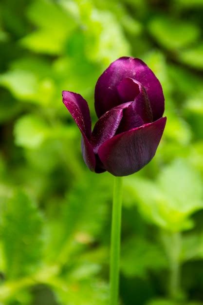 Premium Photo | Purple tulip in the garden