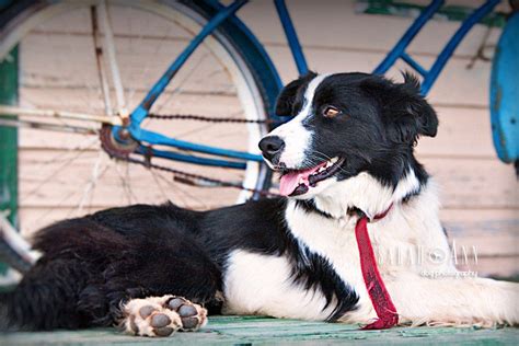 border-collie-farm-dog-image - SarahAnn Dog PhotographySarahAnn Dog Photography