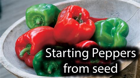 Growing Peppers from seed indoors #1 - YouTube