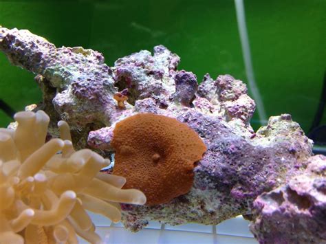 12G Long Nano Reef - Tank Crash & Recovery!! - Nano Reef Journals ...