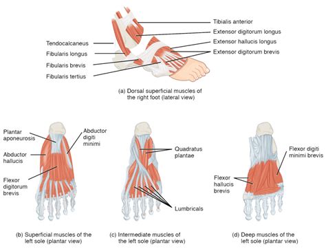 Foot Muscular Anatomy