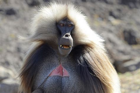 Gelada Baboon (33) | Simien Mountains | Pictures | Ethiopia in Global ...