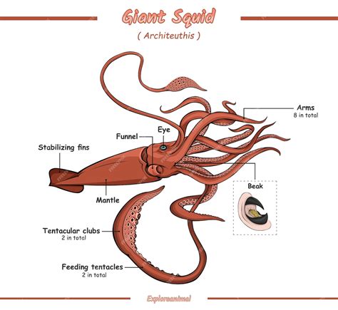 Anatomie D'une Illustration De Calmar Géant | Vecteur Premium