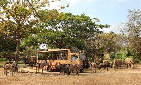 Jungle Hopper, A Popular Safari Package - Bali Safari Marine Park