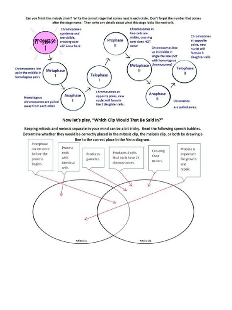 Amoeba Sisters Meiosis Video | PDF