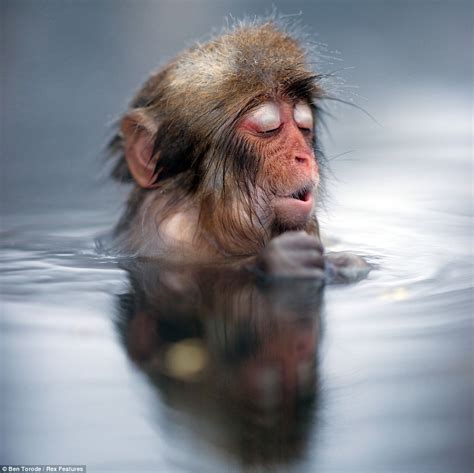 Taking the plunge: Cheeky Japanese snow monkey smiles in delight as he jumps in to a natural hot ...