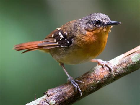 Chestnut-tailed Antbird - eBird