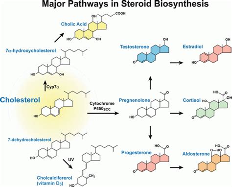 Post-transcriptional and Post-translational Regulation of Steroidogenesis | Oncohema Key