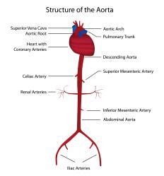 What is the Vasa Vasorum? (with pictures)