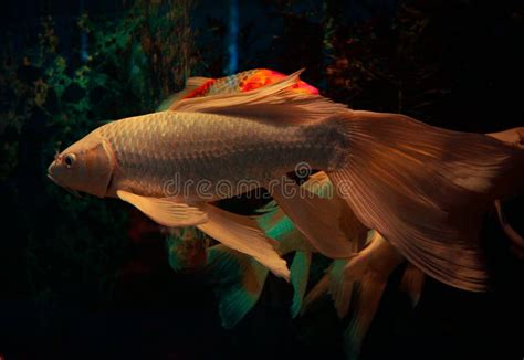 White koi fish stock image. Image of aquarium, orange - 68182239