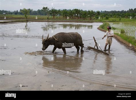 Carabao plowing rice field hi-res stock photography and images - Alamy