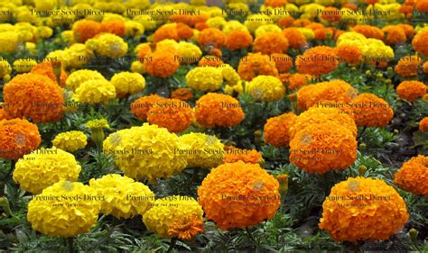 Flower MARIGOLD - CRACKERJACK MIXED | MARIGOLD | Premier Seeds Direct ltd