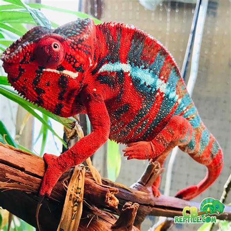 Ambilobe Panther Chameleon | Chameleons for sale, Chameleon pet, Chameleon