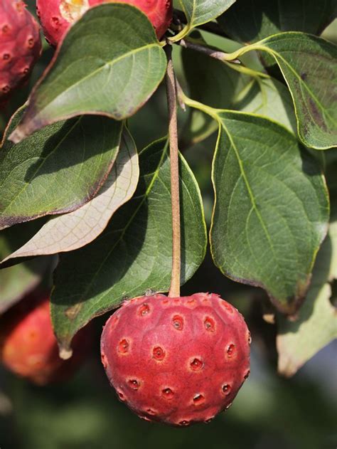 Chinese Dogwood – Kahikatea Farm Certified Organic Nursery and Permaculture Farm