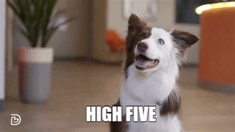 High Five Great Job GIF by Dogtopia - Find & Share on GIPHY