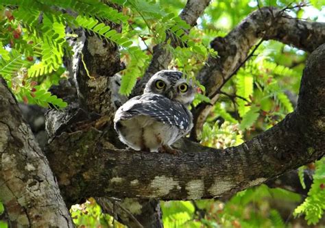 The Wildlife of Yosemite National Park - Animals Network