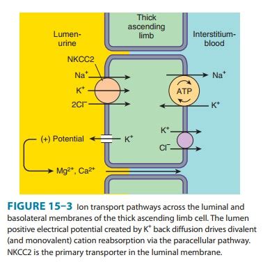 Loop of Henle - Renal Tubule Transport Mechanisms