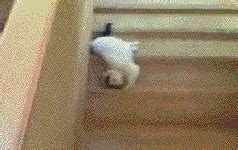 cat falling down stairs funny cat gif | WiffleGif