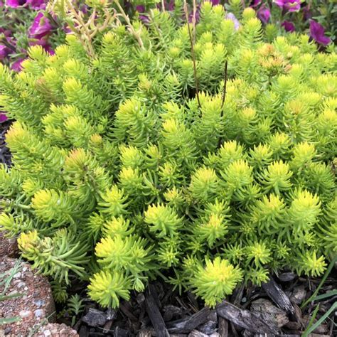 Sedum Angelina - Buy Stonecrop Perennials Online in 2021 | Sedum ...