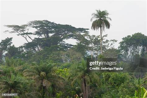 1,135 Liberia Rainforest Stock Photos, High-Res Pictures, and Images ...