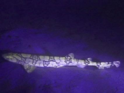 Gulf of Mexico Deep Reefs Hope Spot Fluorescent Cat Shark | Cat shark ...