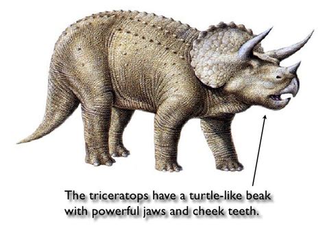 Triceratops Facts