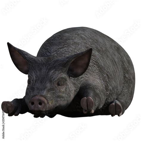 "Cute Black Piglet Isolated on white, 3d render." Stock photo and ...