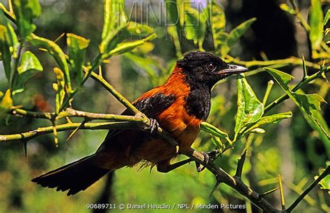 Hooded Pitohui bird photo call and song/ Pitohui dichrous (Rectes dichrous)