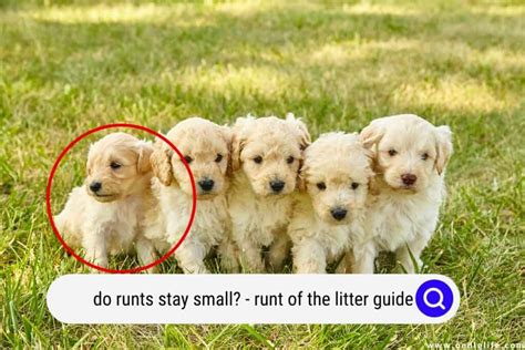 Do Runts Stay Small? (Runt Of The Litter Guide) - Oodle Life