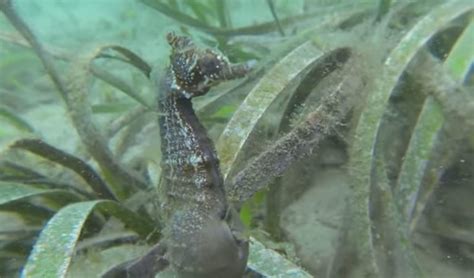 Rare seahorse birth footage - Australian Geographic