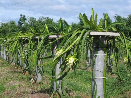 dragon-fruit-growing-on-trellis-4-(source-yan-diczbalis-qld-daff) | AgriFutures Australia