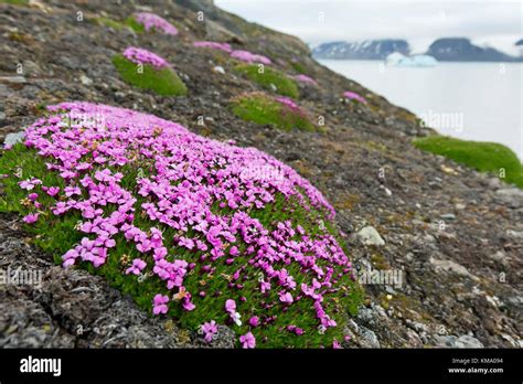 Cushion Plants Stock Photos & Cushion Plants Stock Images - Alamy