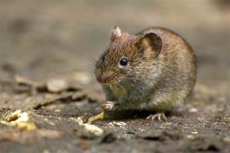 Common Vole (Microtus arvalis) in its natural habitat