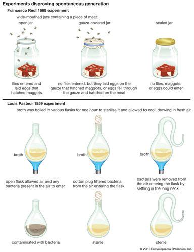 spontaneous generation | Examples & Experiments | Britannica