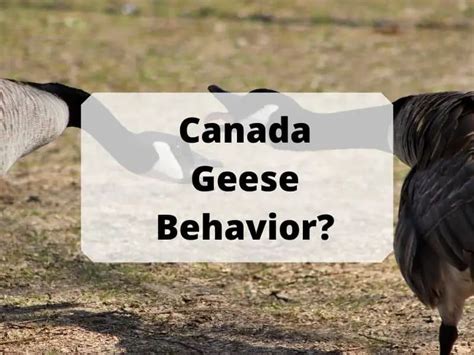 Canada Geese Behavior: All Misconception That Needs To Be Clarified ...