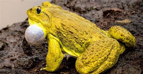 The Indian bullfrog is wiping out native species off the Andaman coast in the Bay of Bengal