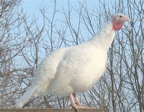 Heritage turkey color genetic info. Also poults, hatching eggs and ...