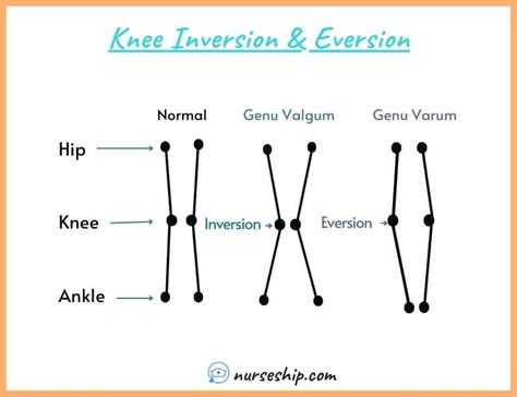 Inversion VS Eversion in Anatomy - Nurseship.com