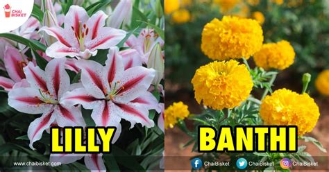 Bathukamma Flowers Names List In Telugu - Home Alqu